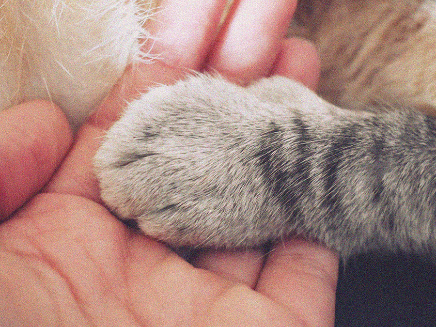 Creating A Kinder World For All - Wild & Cruelty Free Australia