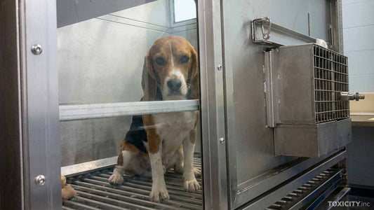 Why Beagles Are Used in Cosmetic Testing, and What's Really Happening to Them in 2026