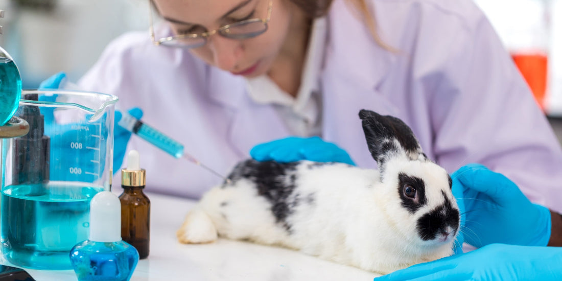 Animal testing for beauty products - how we can end it
