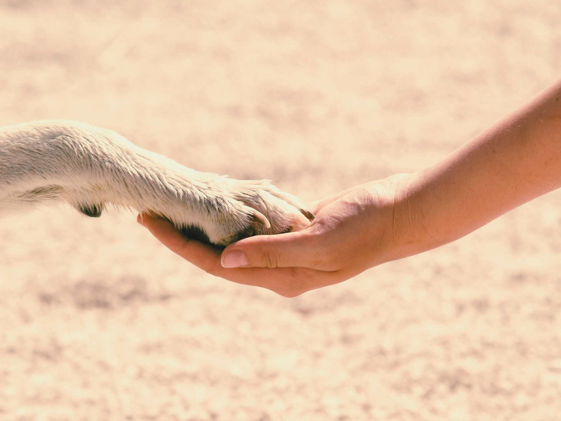 The Gift of Giving Back - 2024 Holiday Gift Ideas