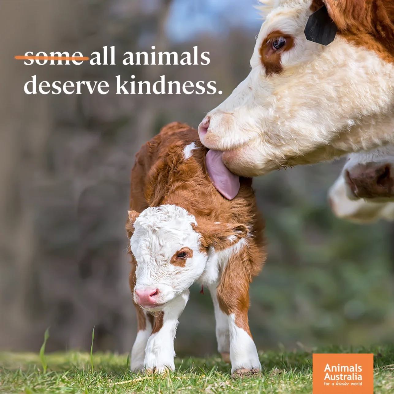 Wild & Cruelty Free Proudly Supports Animals Australia