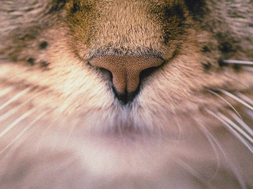 Wild & Cruelty Free - Beautifully Kind for all Creatures