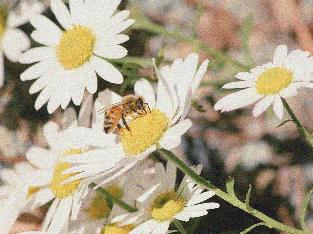 Vegan Beauty with Purpose - Wild & Cruelty Free