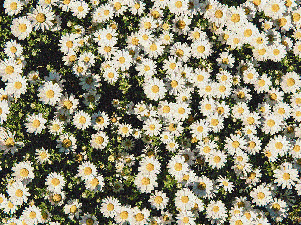 Wild Daisies - Wild & Cruelty Free Australia