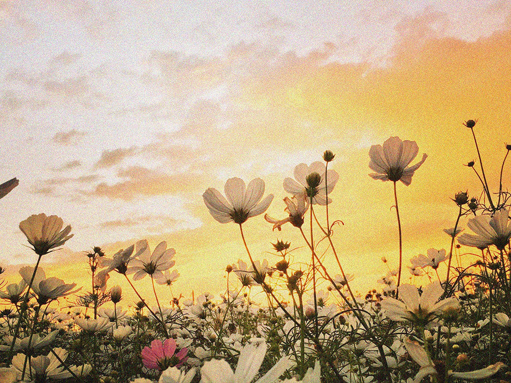Wildflower Field - Wild & Cruelty Free Australia