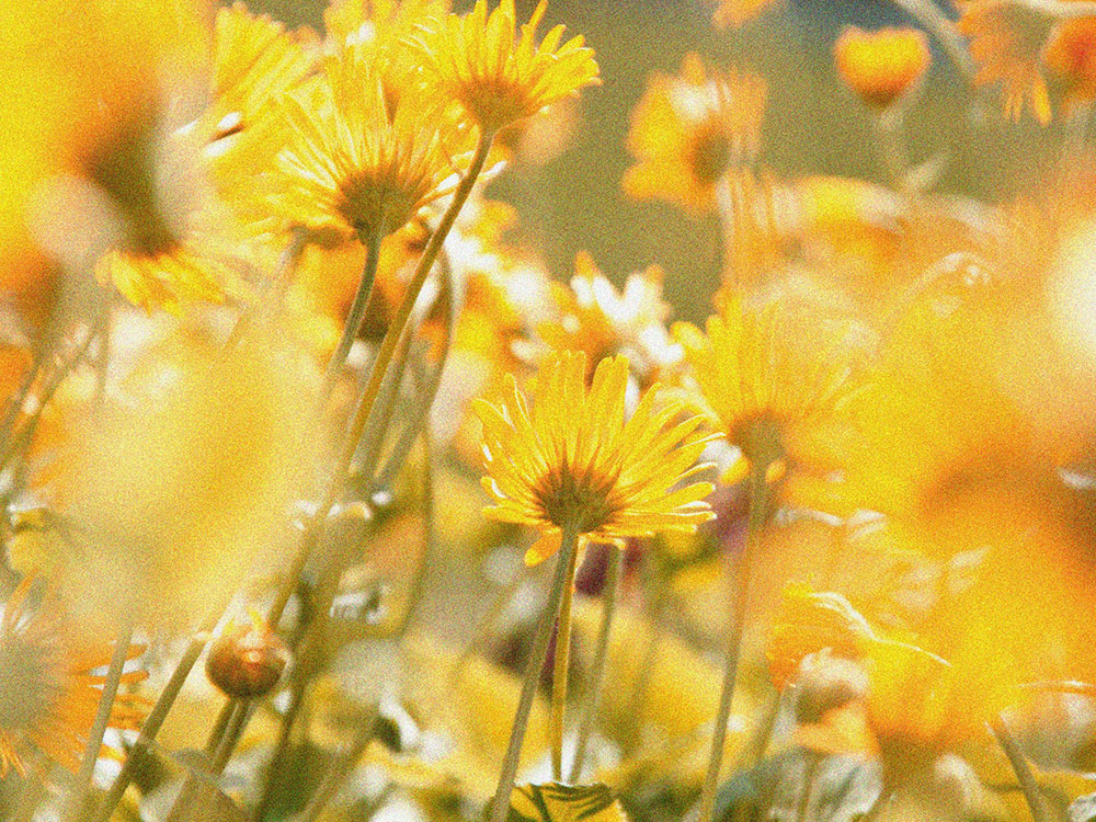 Daisies - Wild & Cruelty Free Founder